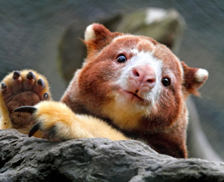 Illustration for article titled Australian Animals That Won't Kill You, Ranked